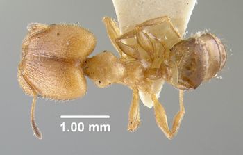 Media type: image;   Entomology 22810 Aspect: habitus dorsal view